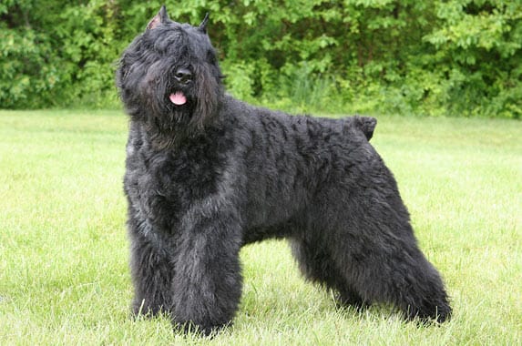 Secondary image of Bouvier Des Flandres dog breed