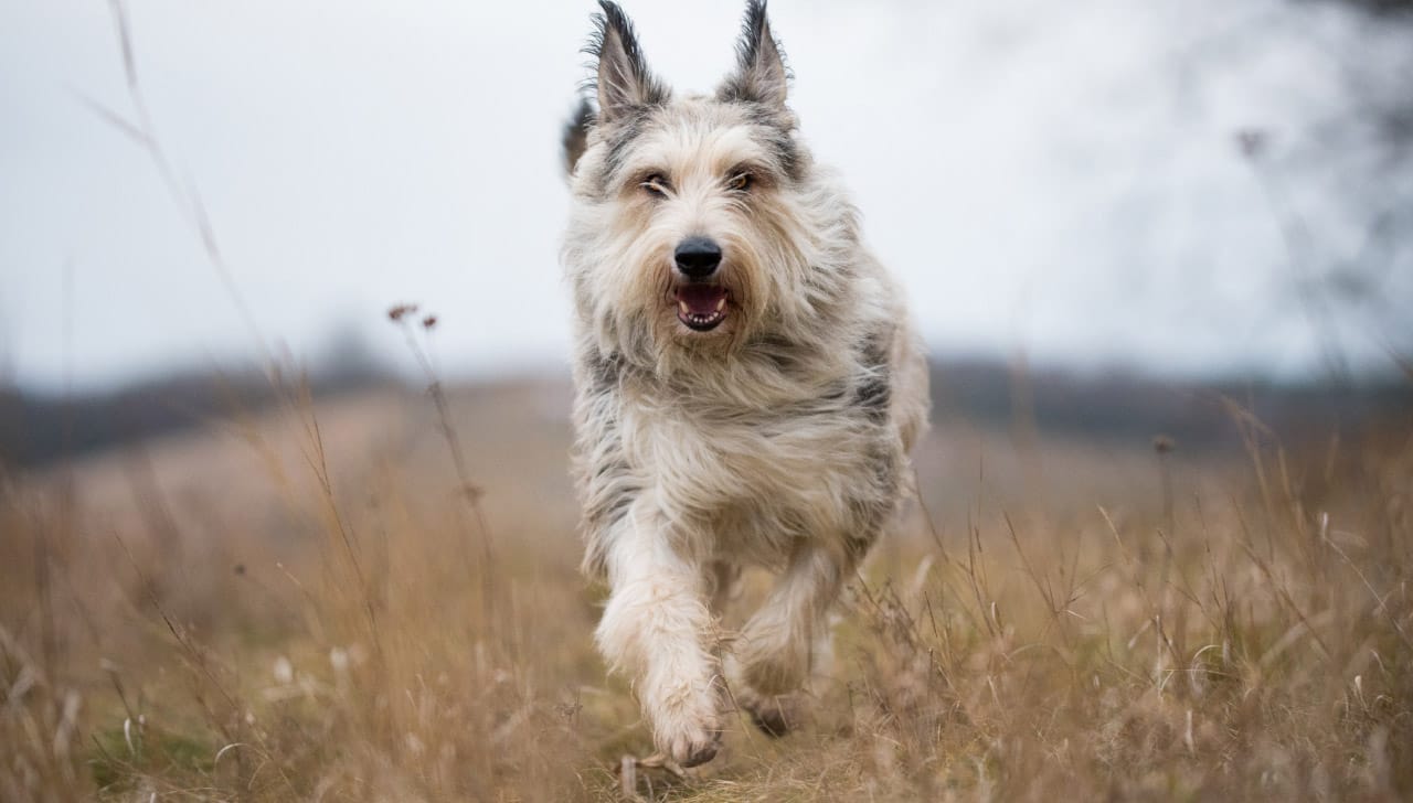 Secondary image of Berger Picard dog breed