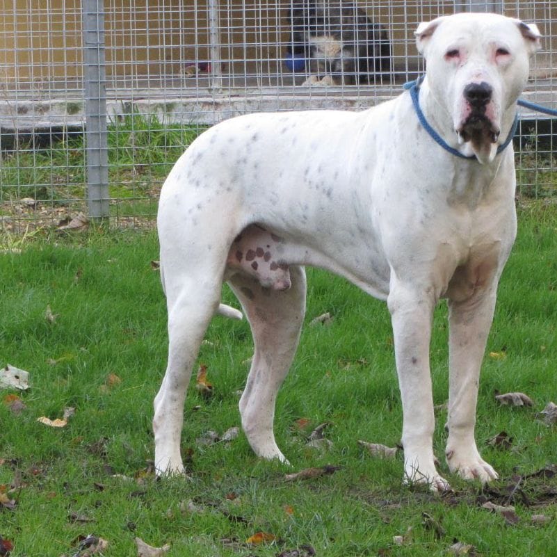 Secondary image of Bully Kutta dog breed