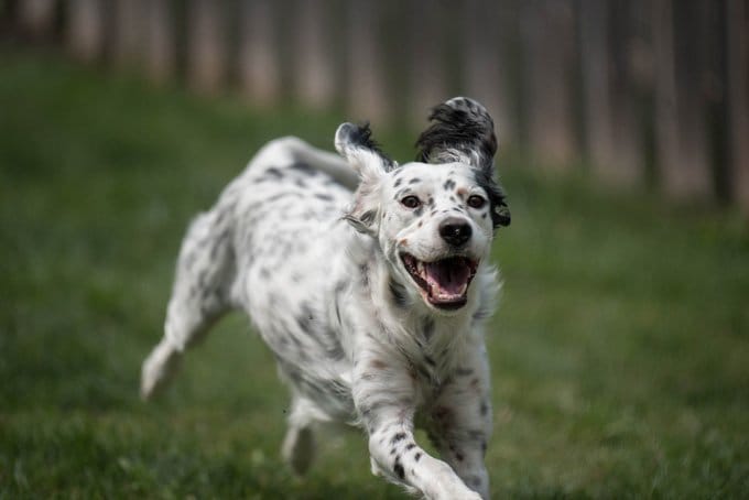 Secondary image of English Setter dog breed