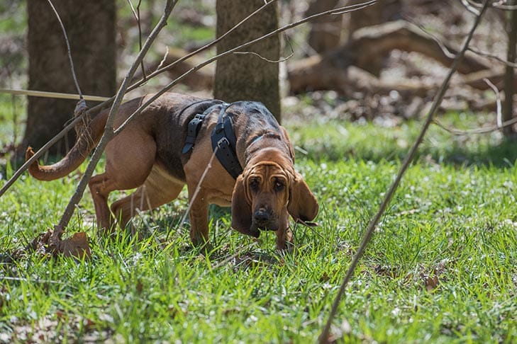 Secondary image of Bloodhound dog breed