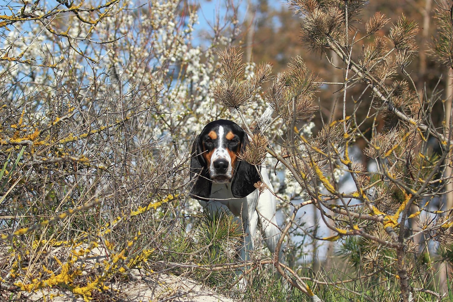 Secondary image of Berner Laufhund dog breed