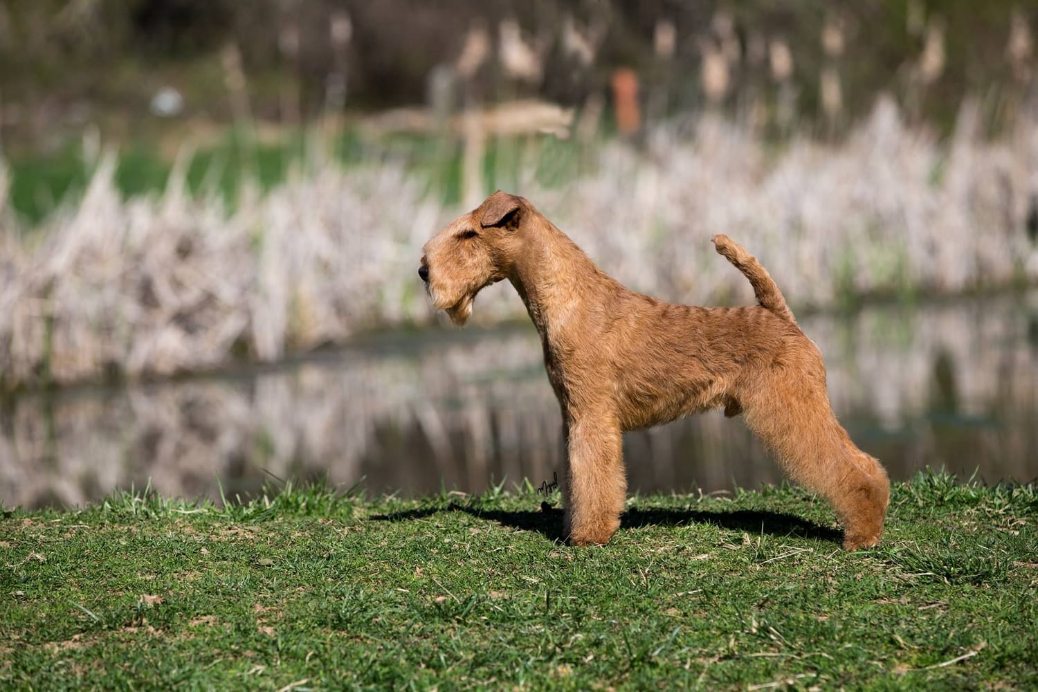 Secondary image of Lakeland Terrier dog breed