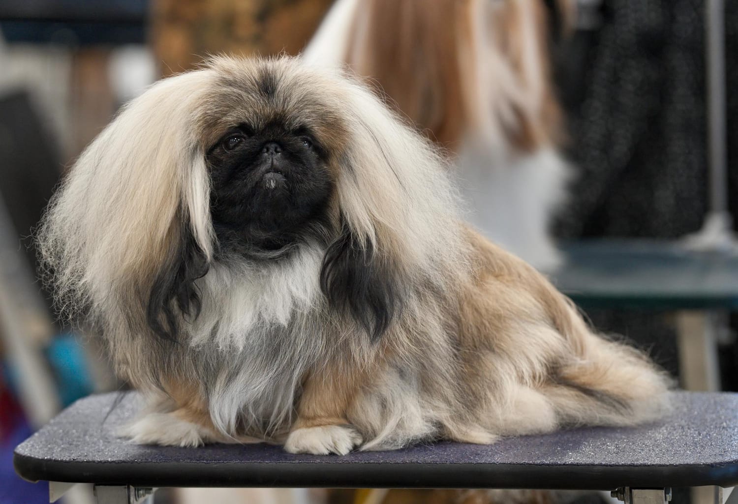 Secondary image of Pekingese dog breed