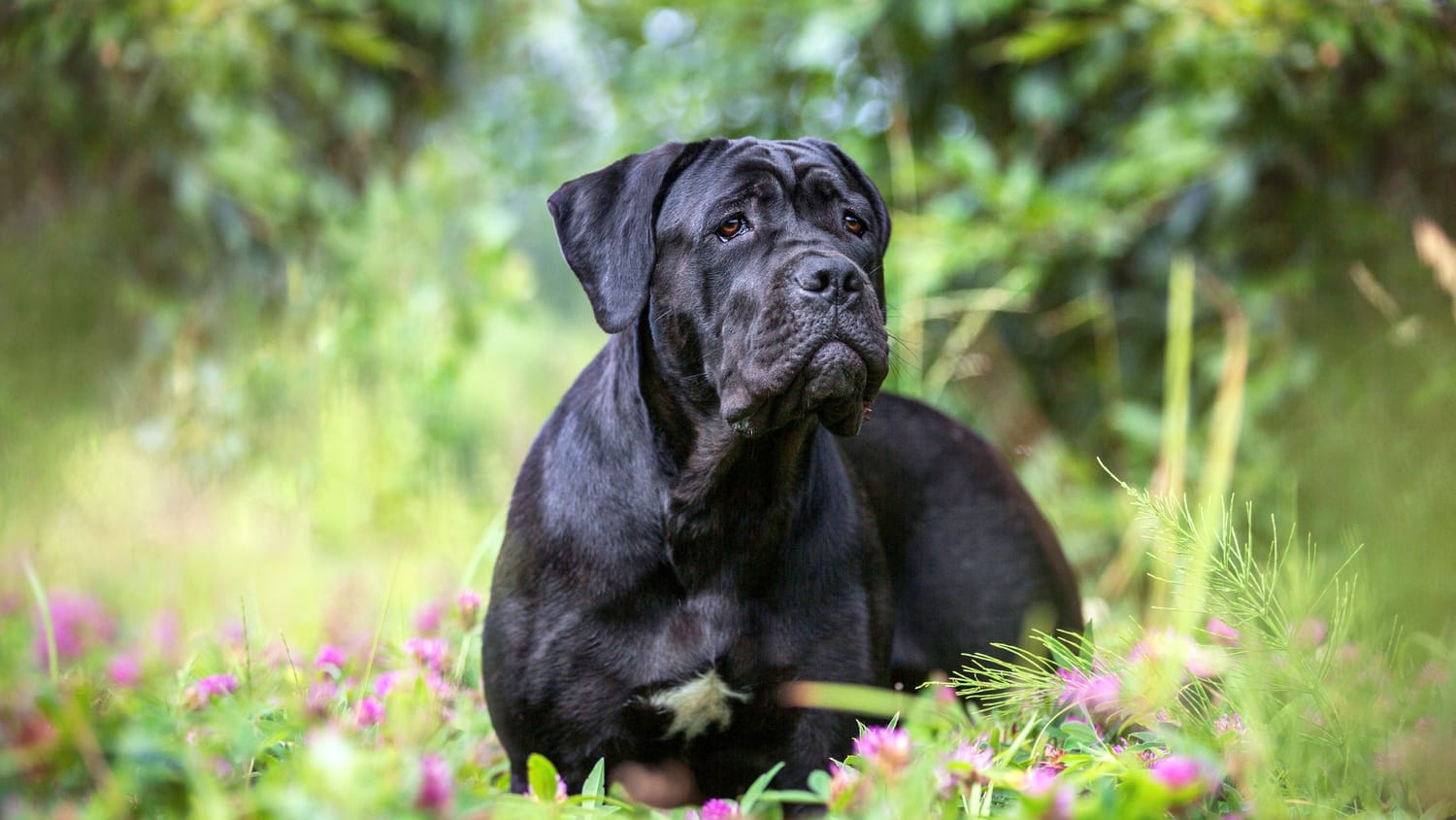 Secondary image of Cane Corso dog breed