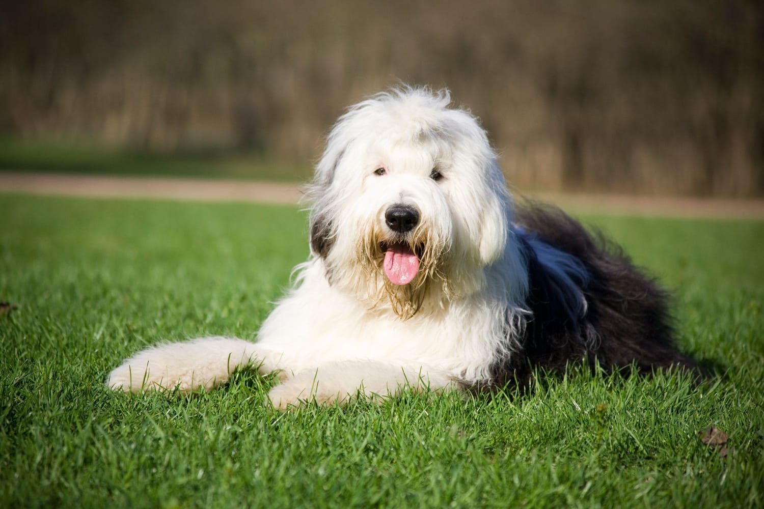 Secondary image of Old English Sheepdog dog breed