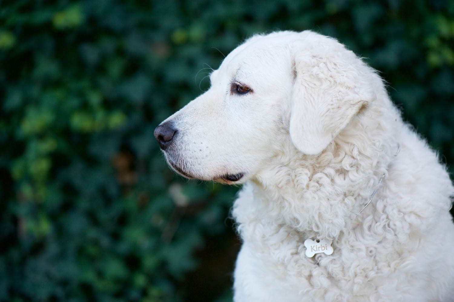 Secondary image of Kuvasz dog breed