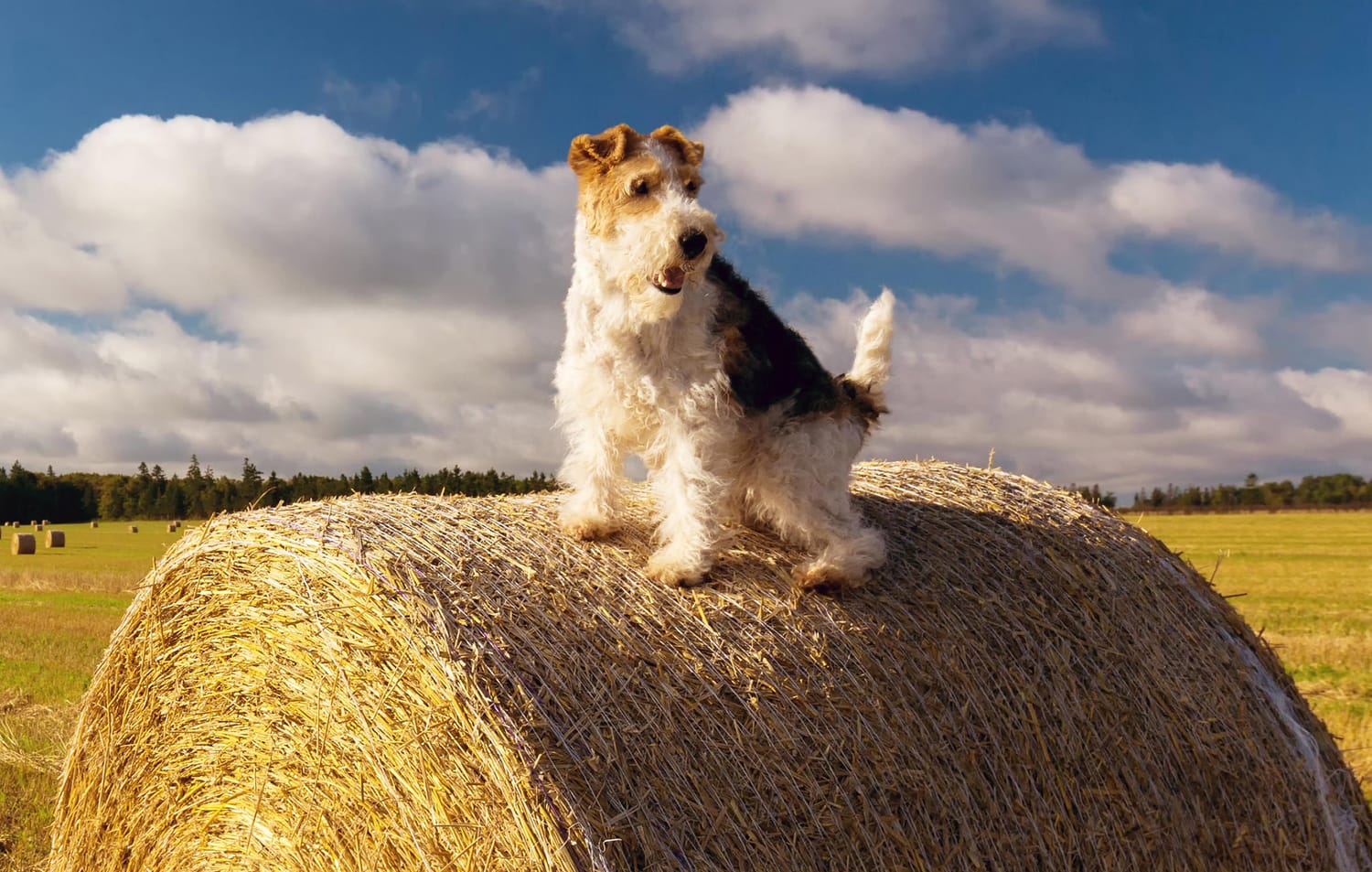 Secondary image of Wire Hair Fox Terrier dog breed