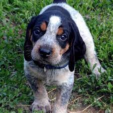 Secondary image of Bluetick Coonhound dog breed