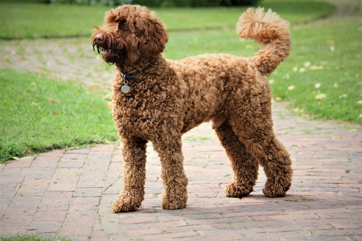 Secondary image of Labradoodle dog breed