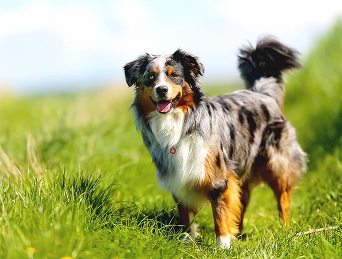 Secondary image of Australian Shepherd dog breed