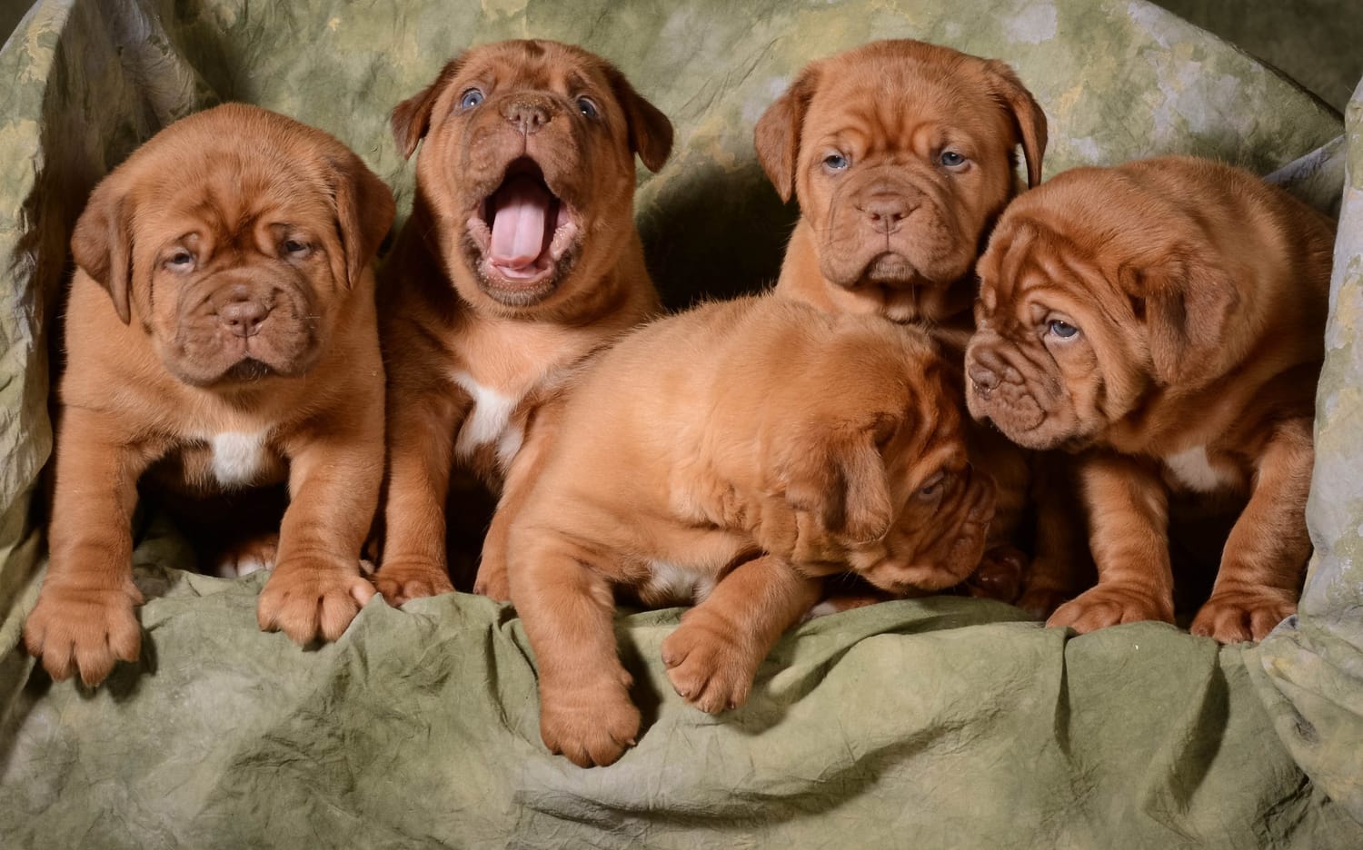 Secondary image of Dogue de Bordeaux  dog breed