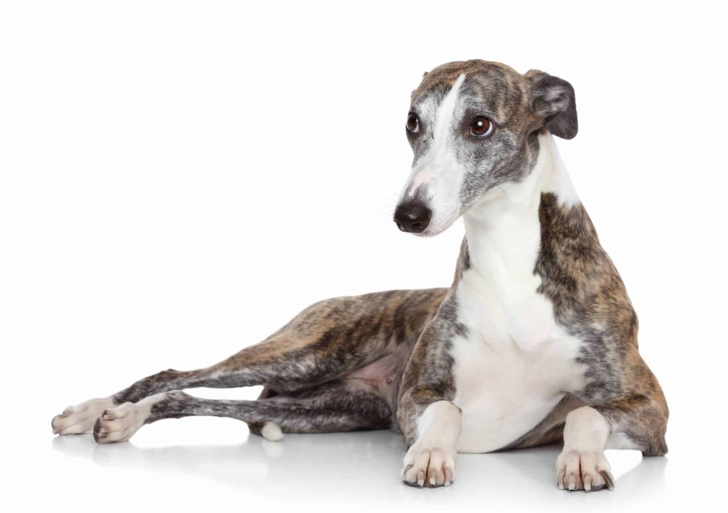 Secondary image of Italian Greyhound dog breed