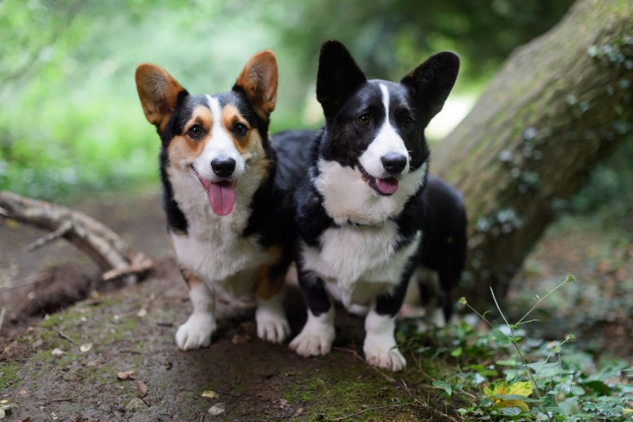 Secondary image of Cardigan Welsh Corgi dog breed