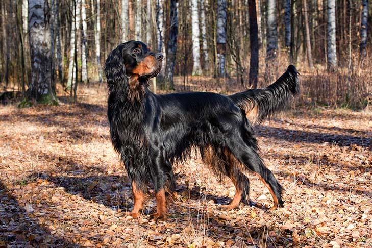 Secondary image of Gordon Setter dog breed