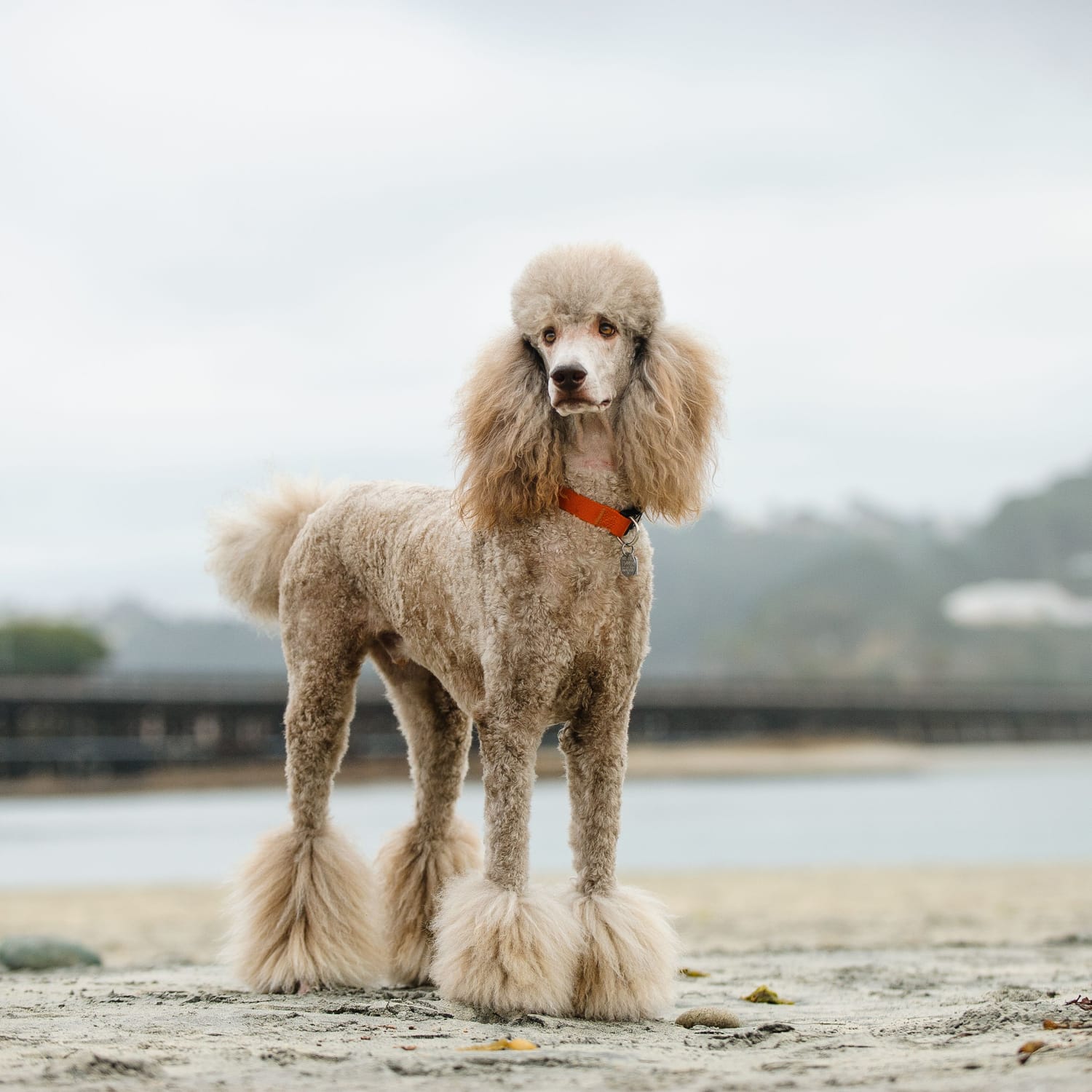 Secondary image of Poodle dog breed