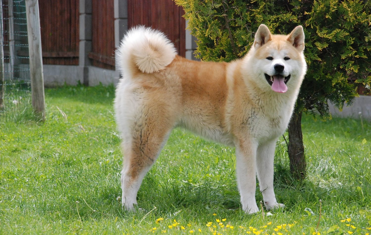 Secondary image of Akita dog breed