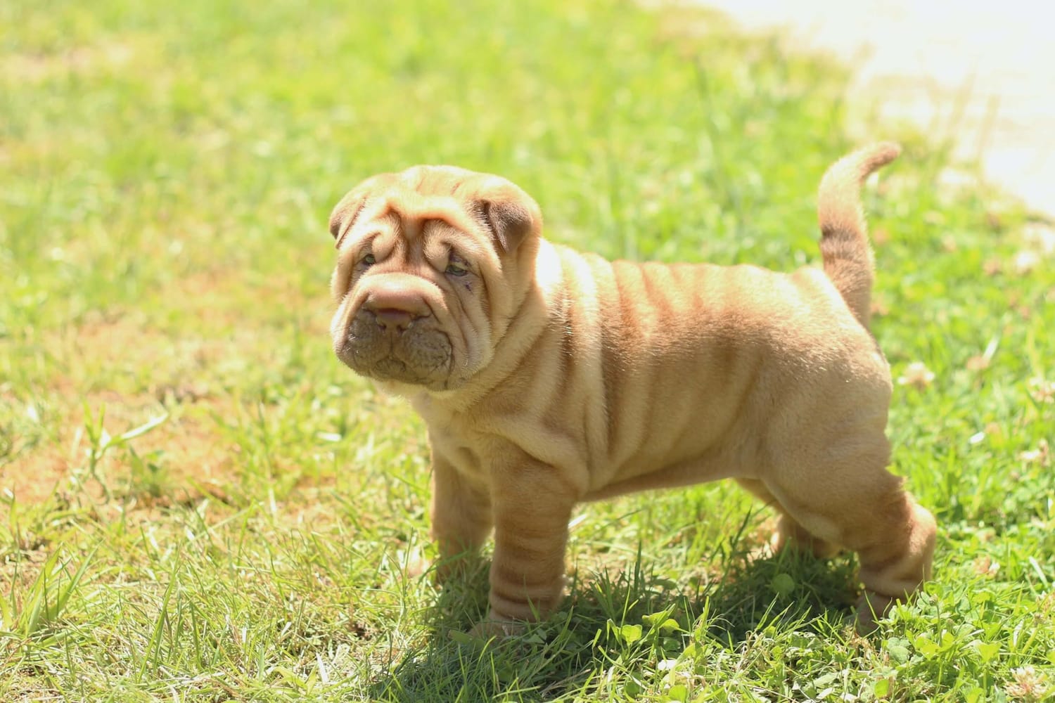 Secondary image of Chinese Shar-Pei dog breed