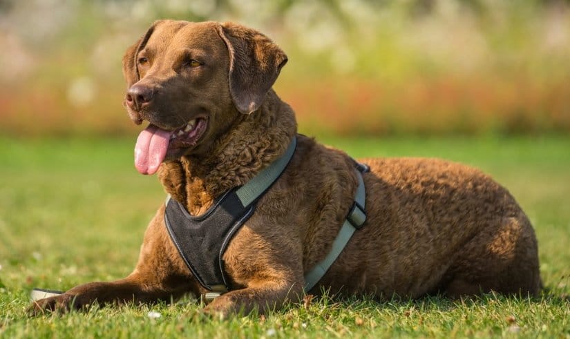 Secondary image of Chesapeake Bay Retriever dog breed