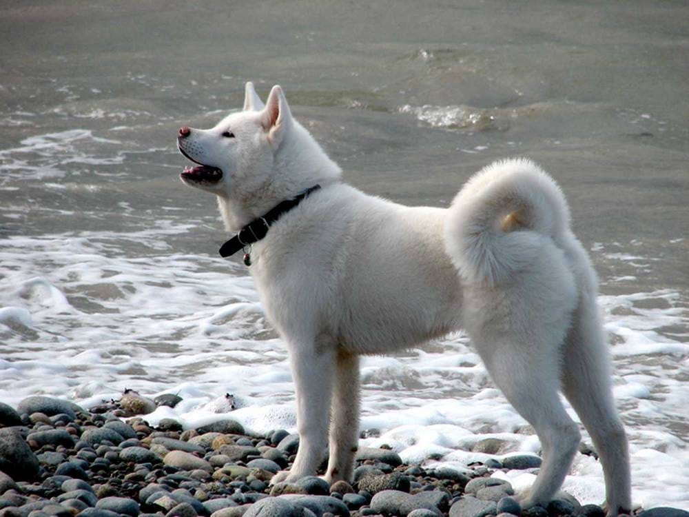 Secondary image of Akita dog breed