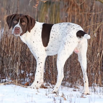 Secondary image of Braque Francais dog breed