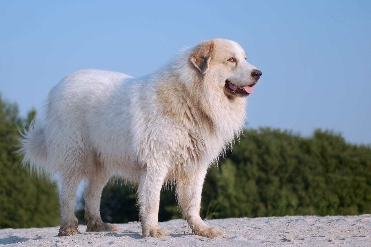 Secondary image of Great Pyrenees dog breed