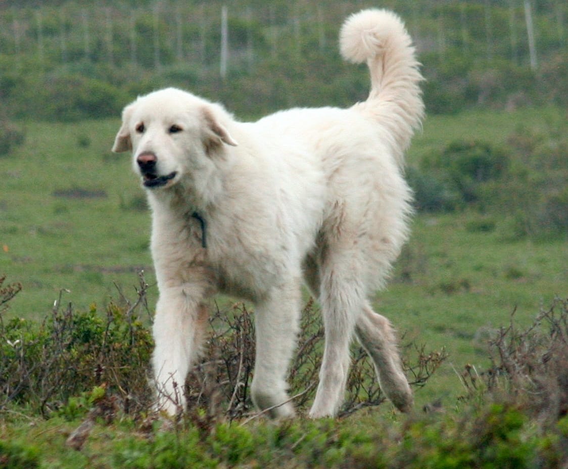 Secondary image of Akbash Dog dog breed