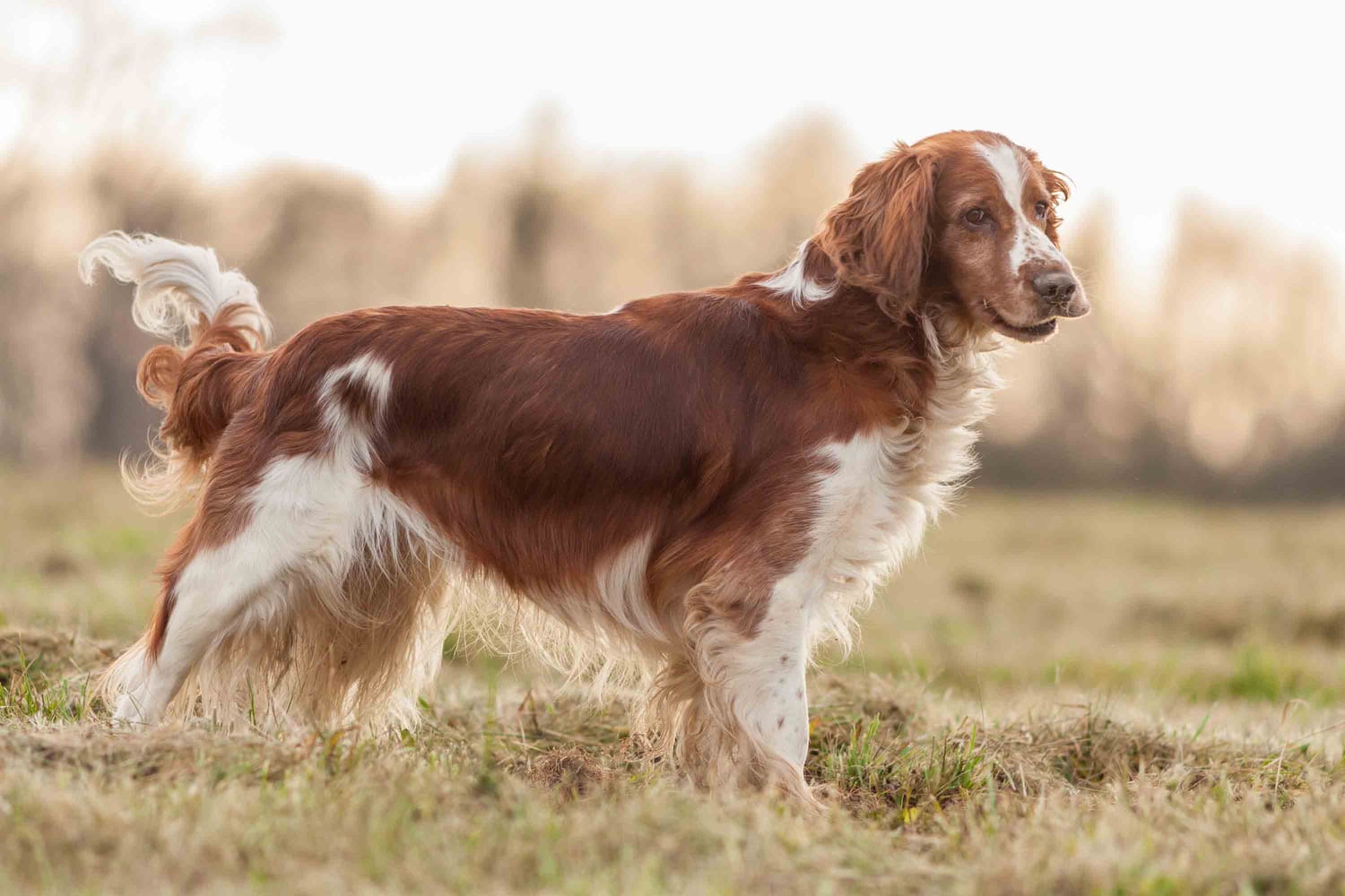 Secondary image of Welsh Springer Spaniel dog breed