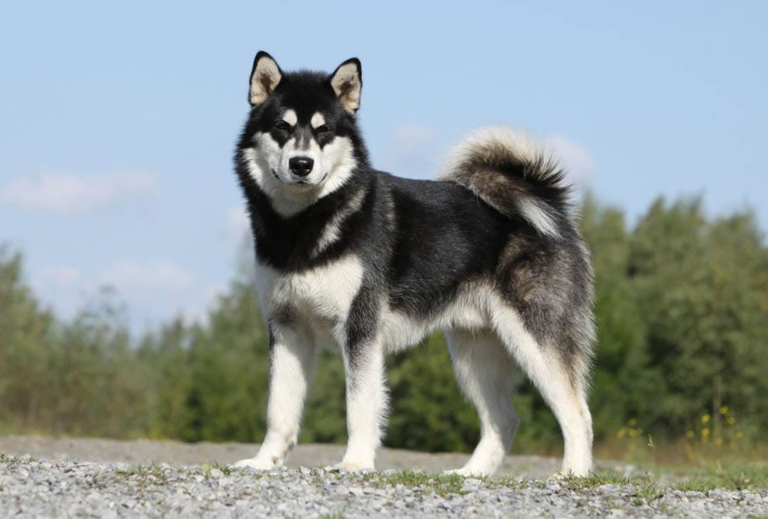 Secondary image of Alaskan Malamute dog breed