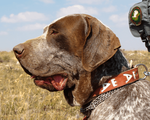 Secondary image of Burgos Pointer dog breed