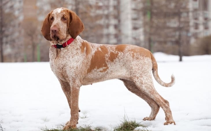 Secondary image of Bracco Italiano dog breed