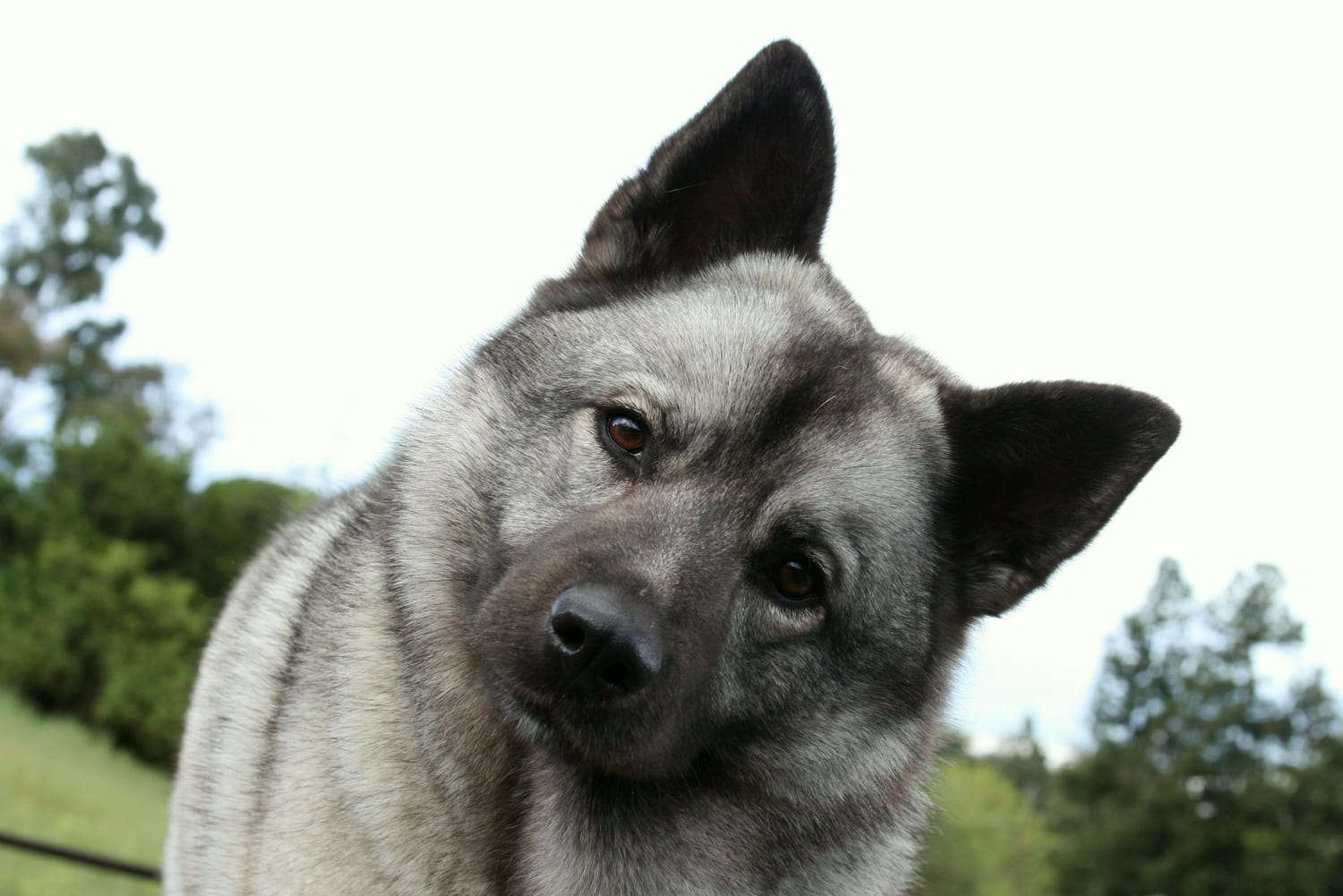 Secondary image of Norwegian Elkhound dog breed