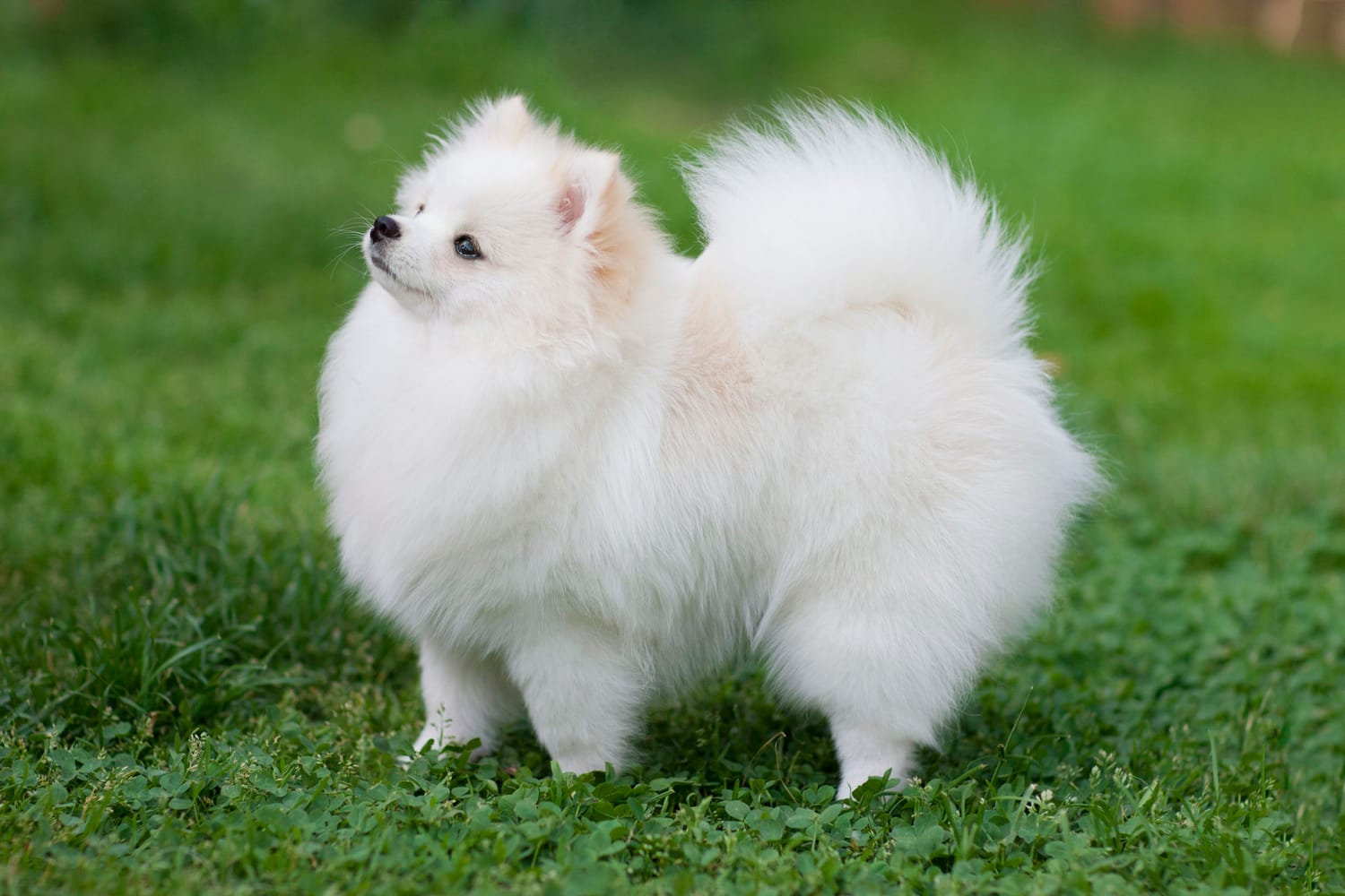 Secondary image of Pomeranian dog breed