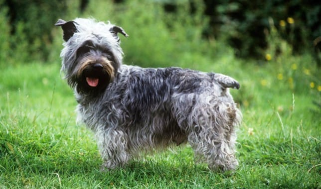 Secondary image of Glen of Imaal Terrier dog breed