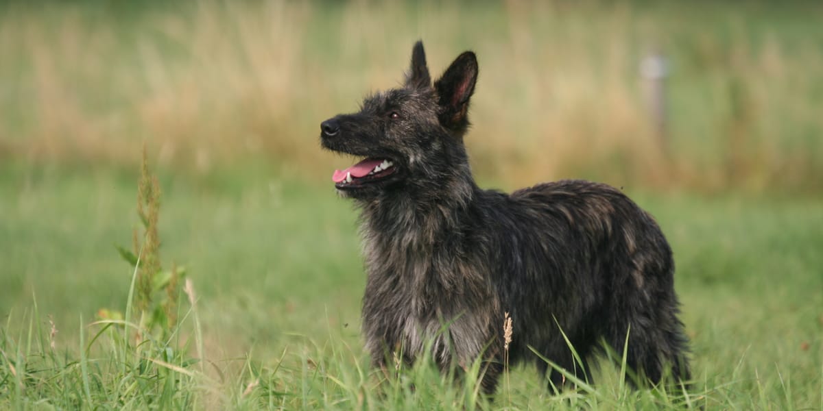 Secondary image of Bouvier des Ardennes dog breed