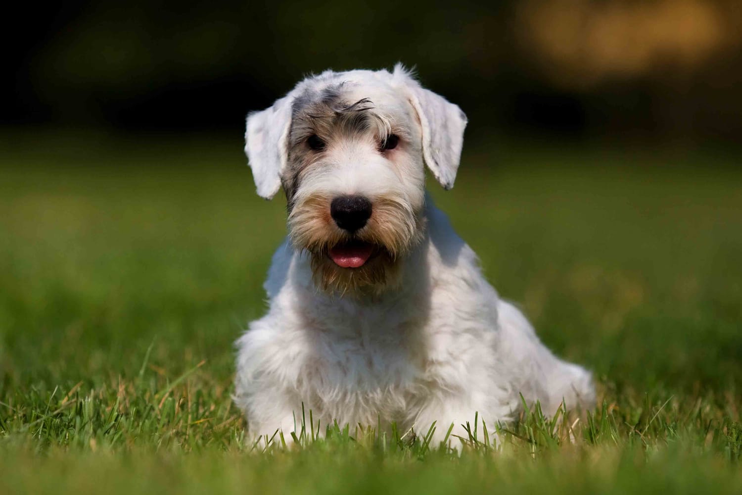 Secondary image of Sealyham Terrier dog breed