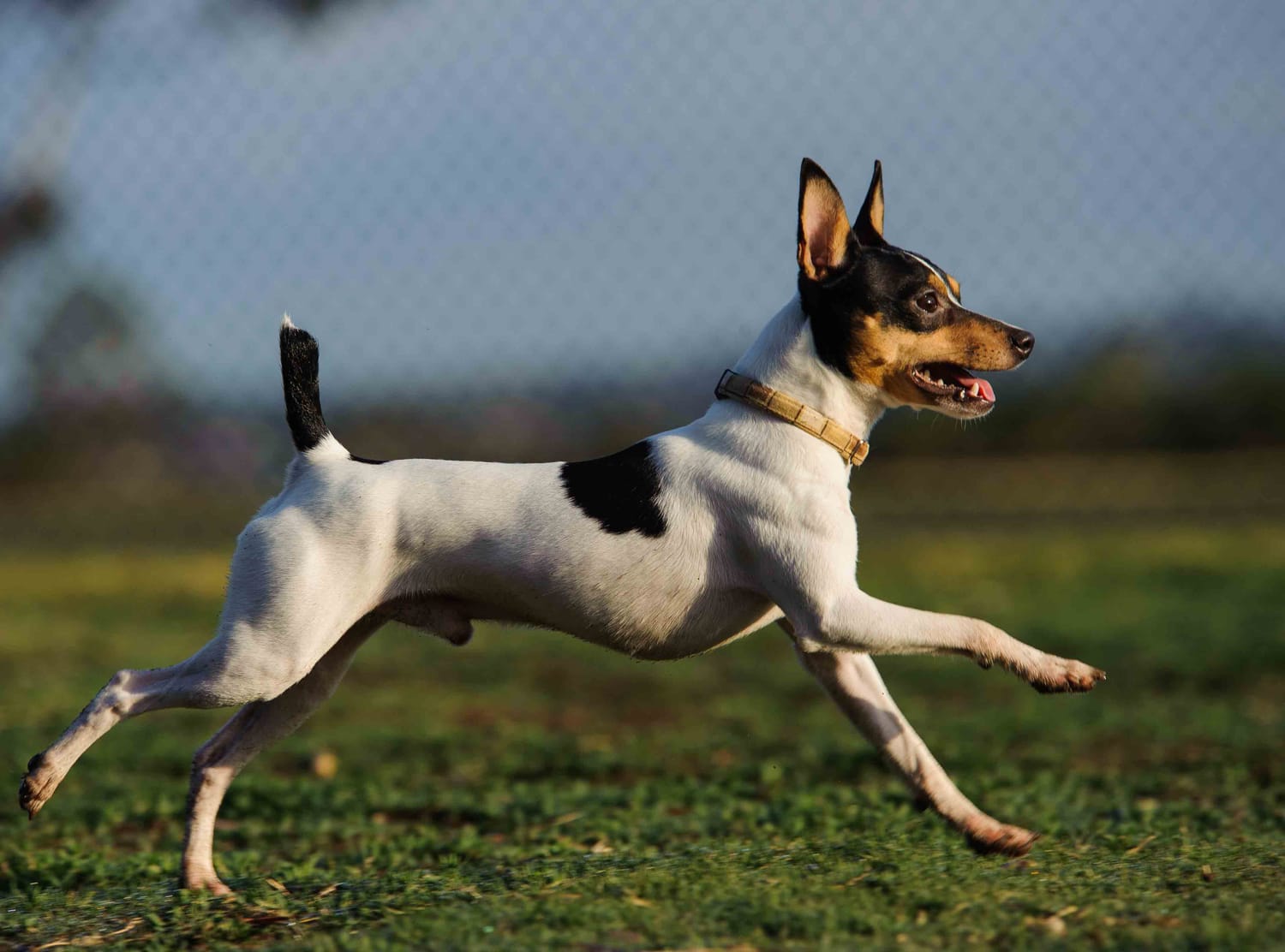 Secondary image of Toy Fox Terrier dog breed