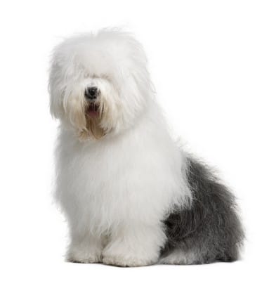 Secondary image of Old English Sheepdog dog breed