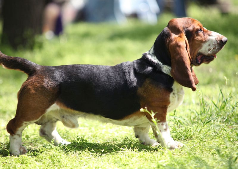 Secondary image of Basset Artesien Normand dog breed