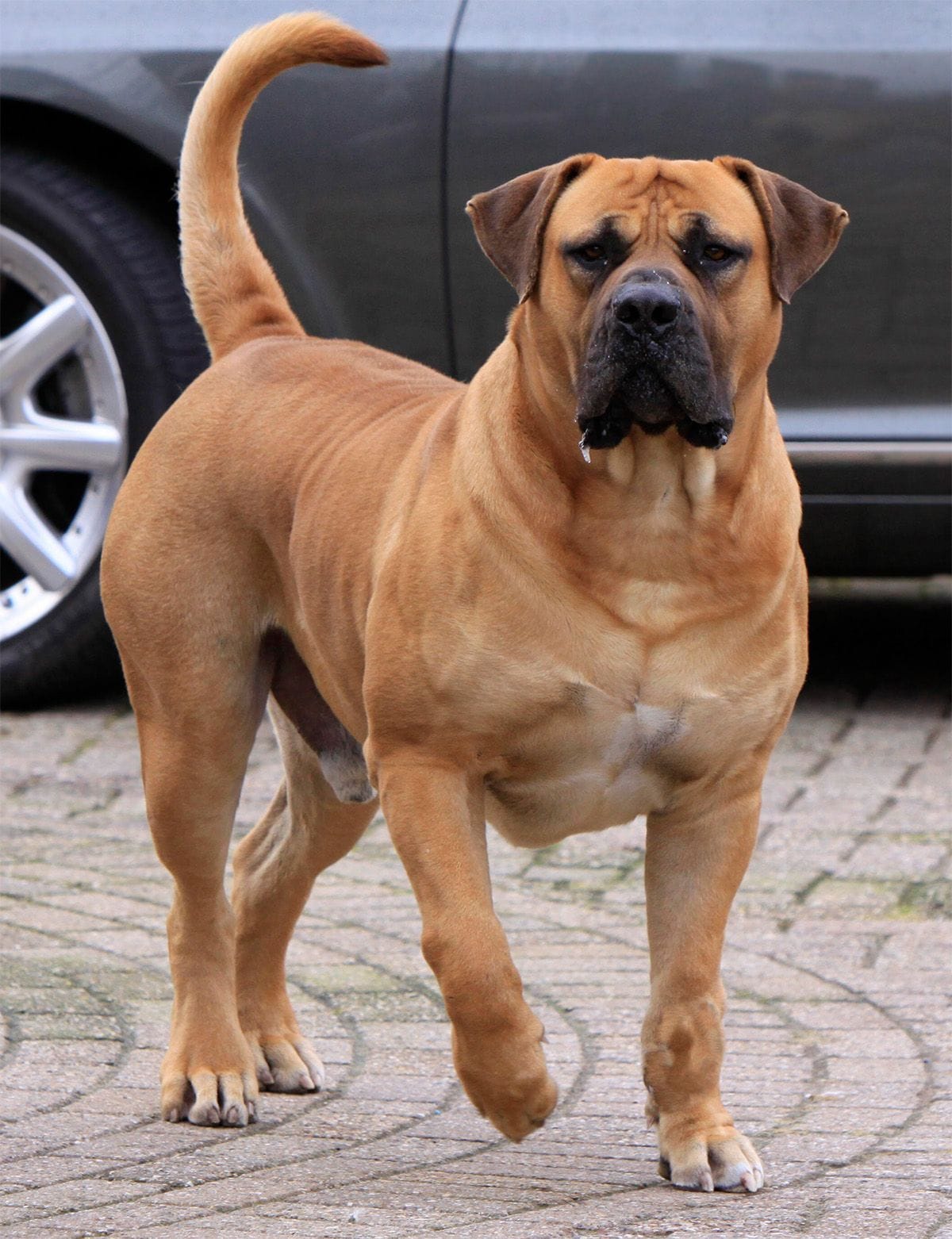 Secondary image of Boerboel dog breed