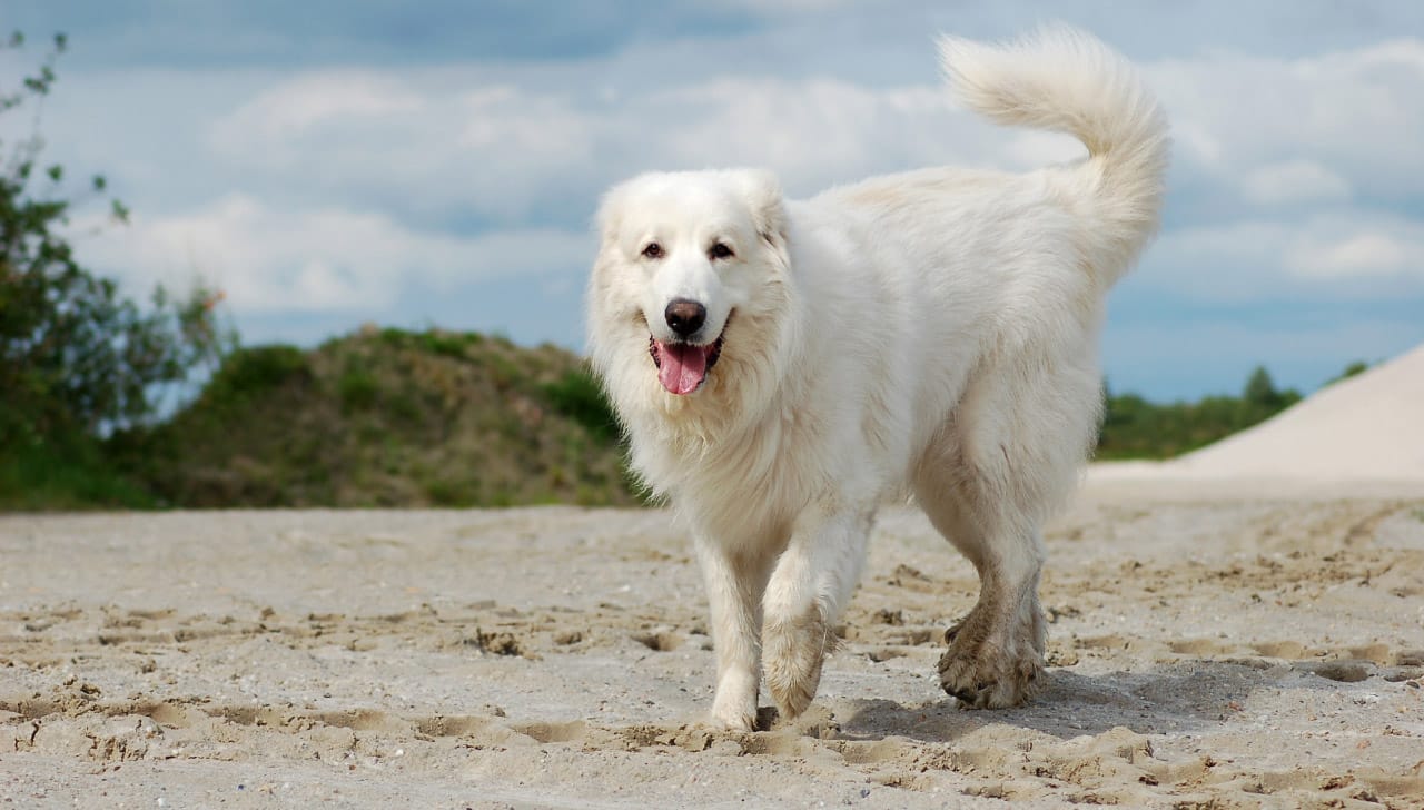 Secondary image of Great Pyrenees dog breed