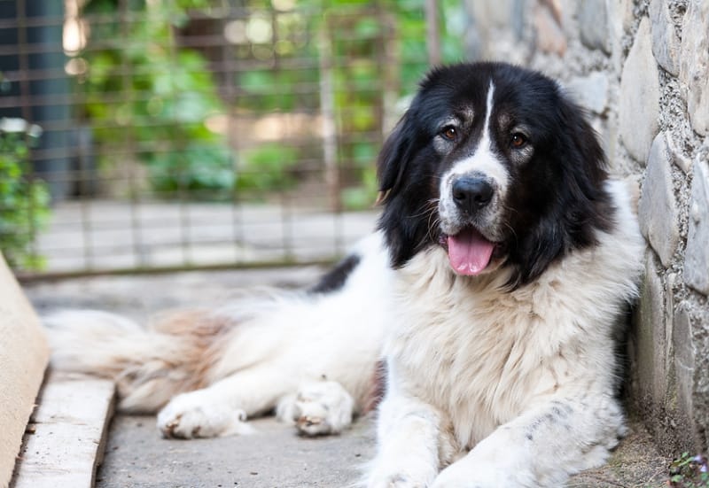 Secondary image of Bucovina Shepherd Dog dog breed