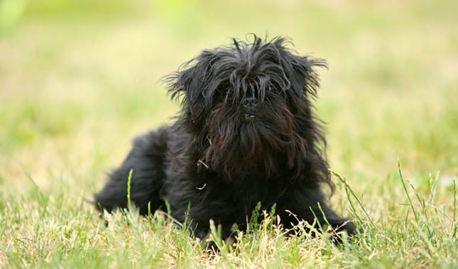 Secondary image of Affenpinscher dog breed