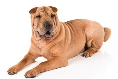 Secondary image of Chinese Shar-Pei dog breed