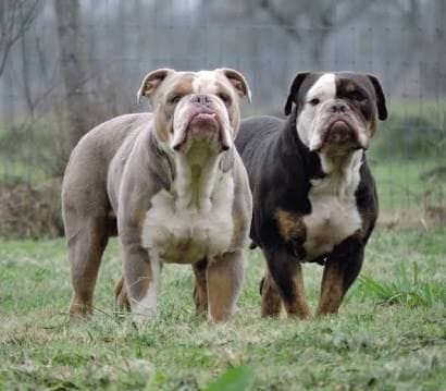 Secondary image of Olde English Bulldogge dog breed