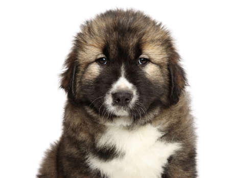 Secondary image of Caucasian Shepherd Dog dog breed