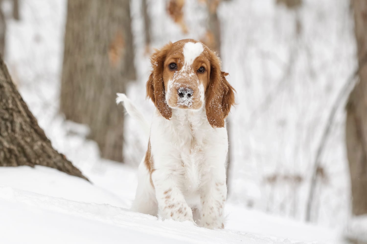 Secondary image of Welsh Springer Spaniel dog breed