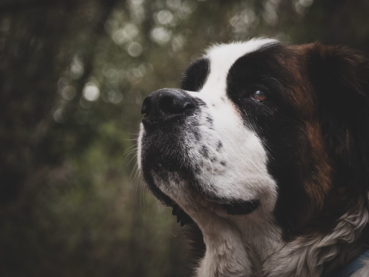 Secondary image of Saint Bernard dog breed