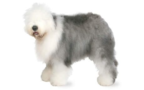 Secondary image of Old English Sheepdog dog breed