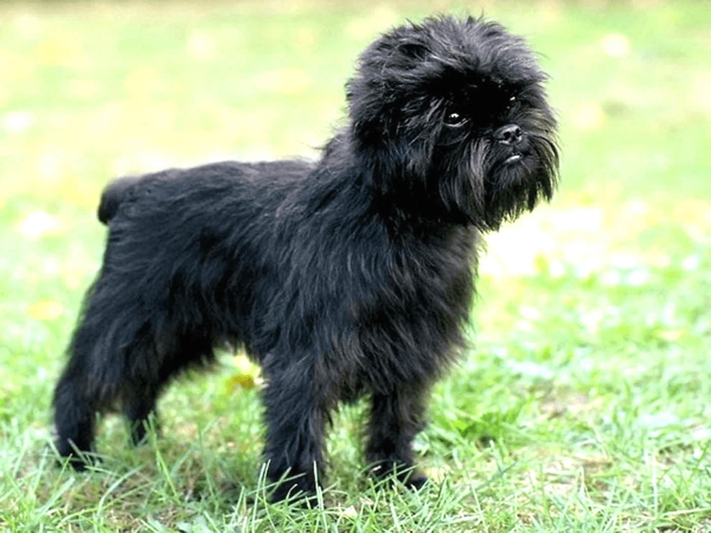 Secondary image of Affenpinscher dog breed